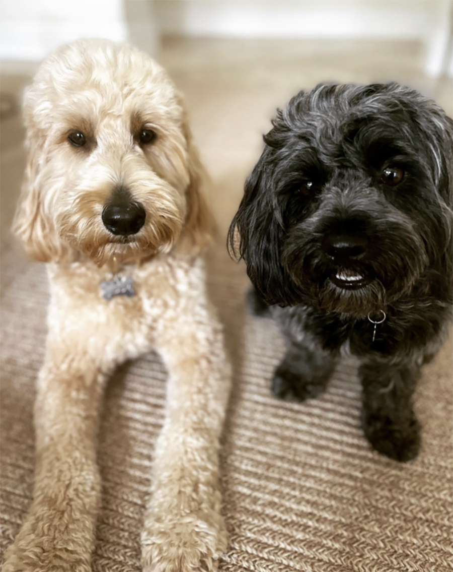 Prinsessan Madeleines hund omplacerad – hovet bekräftar