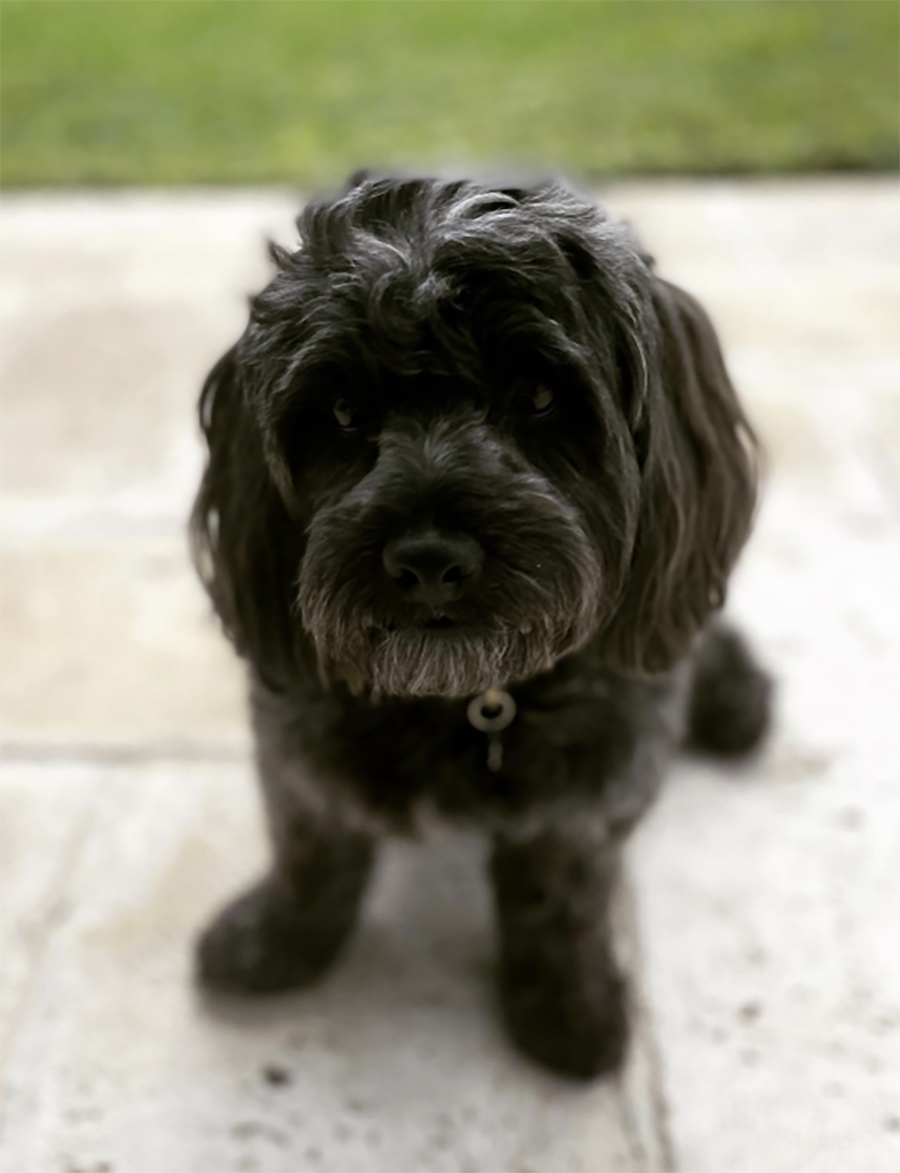 Prinsessan Madeleines hund omplacerad – hovet bekräftar