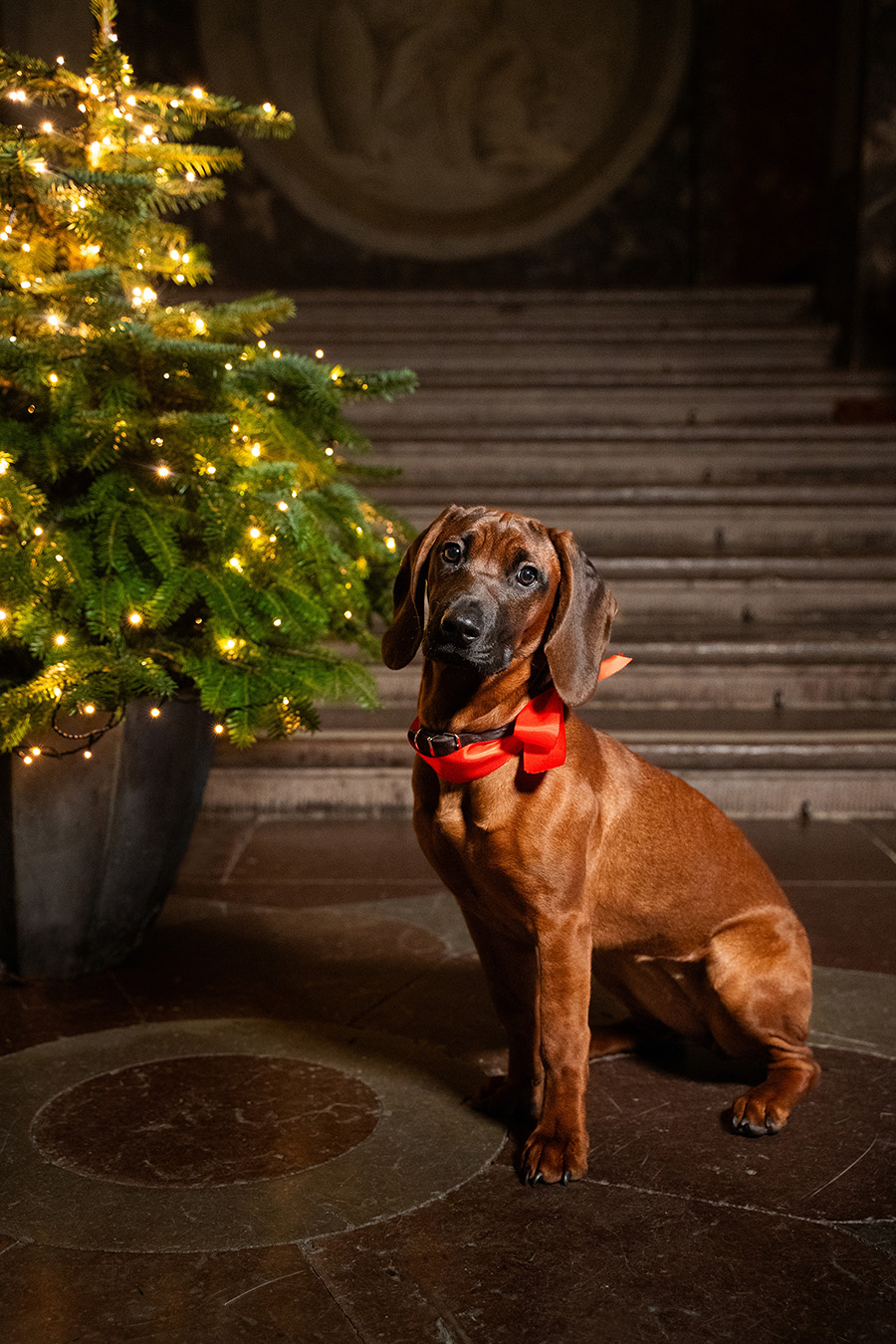 Kungens julmys med nya vovven &ndash; se unika bilderna!