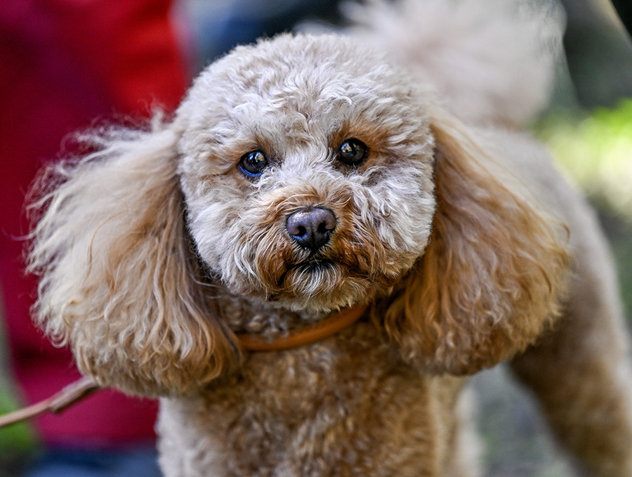 Prins Daniels ov&auml;ntade beslut om Victorias hund avsl&ouml;jat