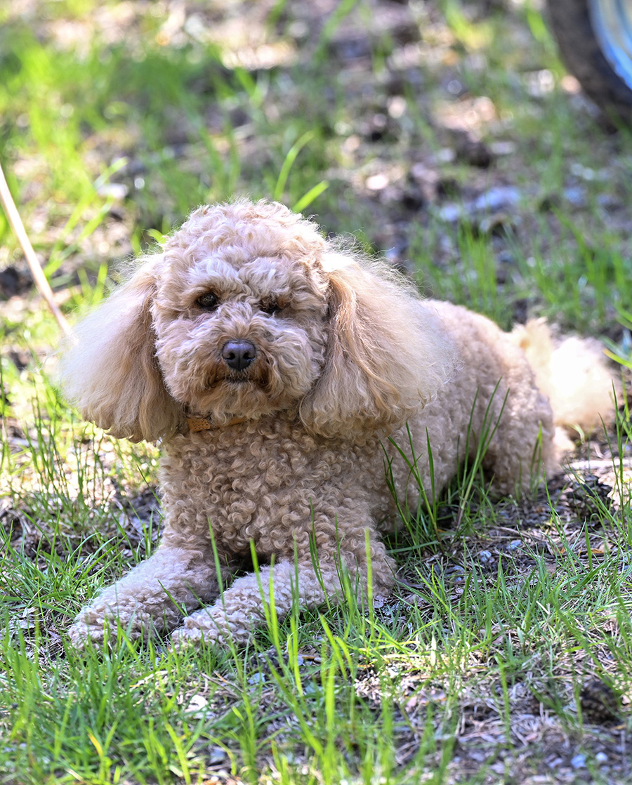Prins Daniels ov&auml;ntade beslut om Victorias hund avsl&ouml;jat